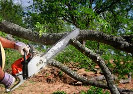 Leaf Removal in San Felipe, TX