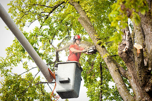 Professional Tree Removal in San Felipe, TX